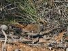 shy_heathwren_212892