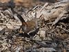 shy_heathwren_212901