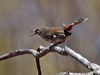 shy_heathwren_rw01