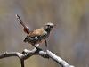 Click here to enter gallery and see photos/pictures/images of  Shy Heathwren