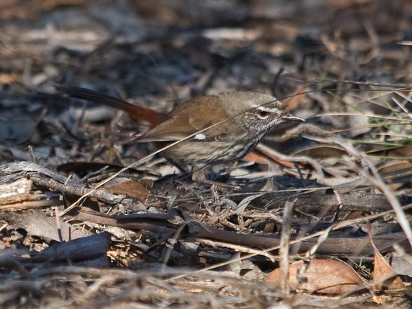 Shy Heathwren shy_heathwren_212883.psd
