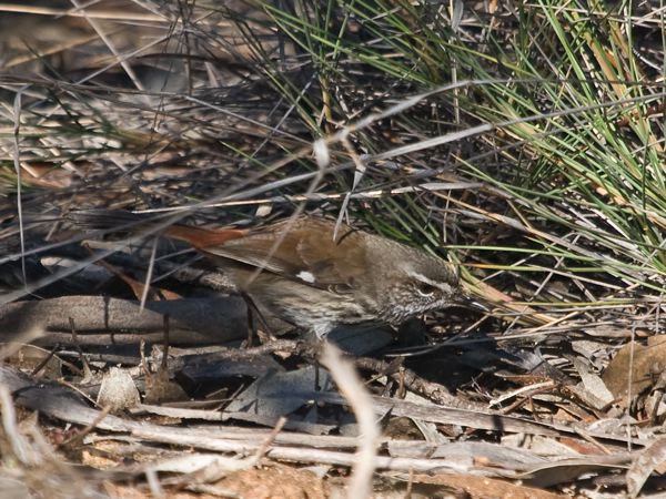 Shy Heathwren shy_heathwren_212889.psd
