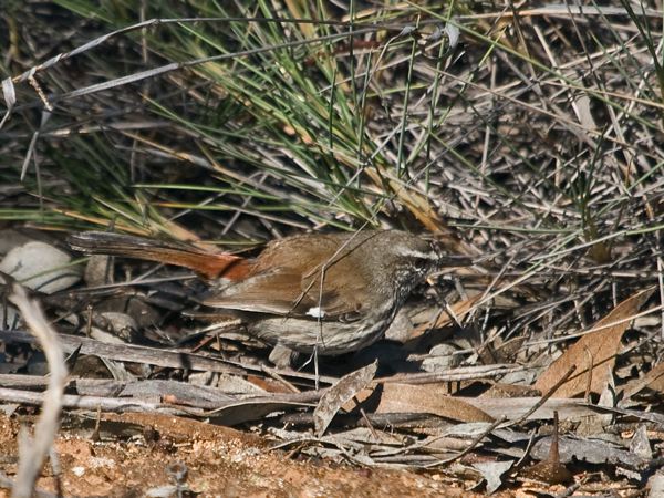 Shy Heathwren shy_heathwren_212892.psd
