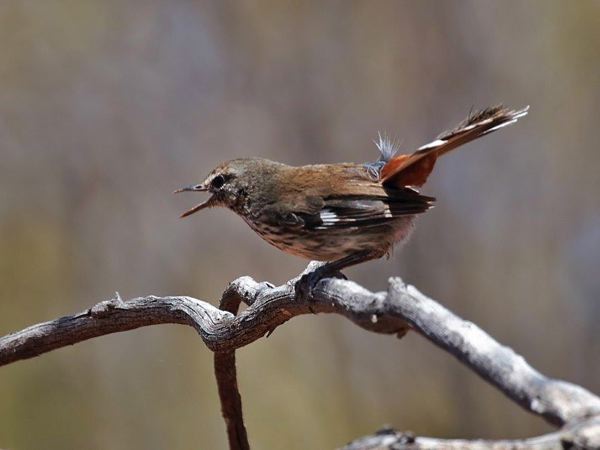 Shy Heathwren shy_heathwren_rw01.psd