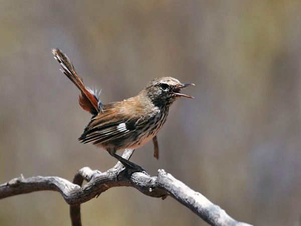 Shy Heathwren shy_heathwren_rw03.psd