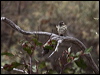 speckled_warbler_85967