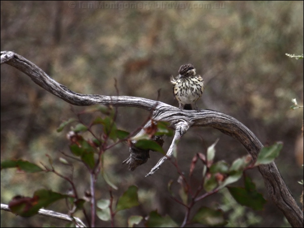 Speckled Warbler speckled_warbler_85967.psd