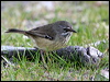 Click here to enter gallery and see photos/pictures/images of Spotted Scrubwren