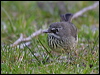 spotted_scrubwren_38263