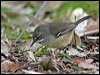 spotted_scrubwren_38295