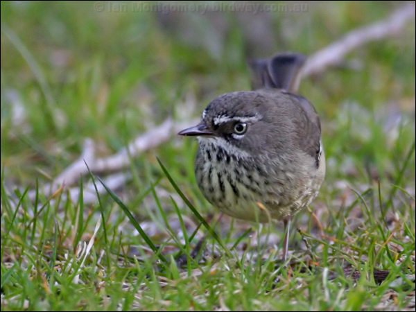 Spotted Scrubwren spotted_scrubwren_38263.psd