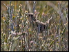 striated_fieldwren_129133