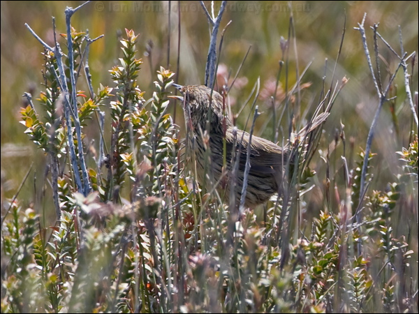 Striated Fieldwren striated_fieldwren_129132.psd