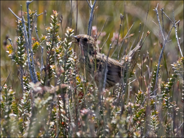 Striated Fieldwren striated_fieldwren_129133.psd