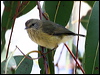 striated_thornbill_30567