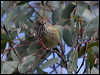Click here to enter gallery and see photos/pictures/images of  Striated Thornbill