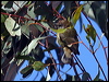 striated_thornbill_86506