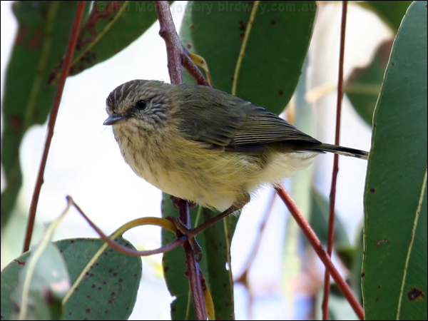 Striated Thornbill striated_thornbill_30567.psd