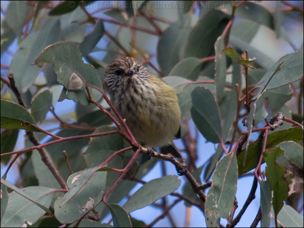Striated Thornbill striated_thornbill_86465.psd