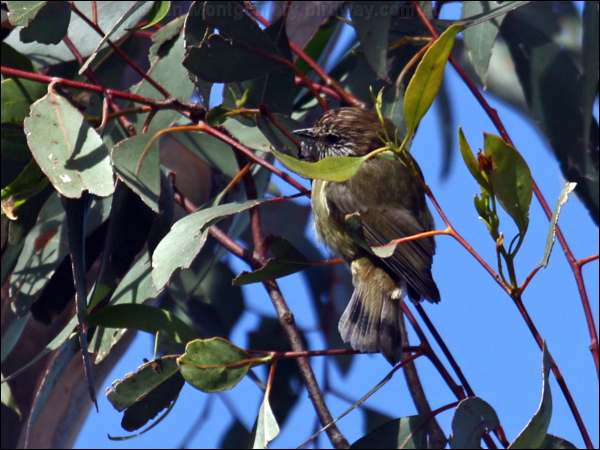 Striated Thornbill striated_thornbill_86506.psd