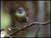 tasmanian_scrubwren_128801