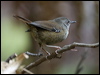 Click here to enter gallery and see photos/pictures/images of  Tasmanian Scrubwren