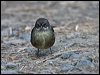 tasmanian_scrubwren_129170