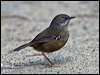 tasmanian_scrubwren_129180