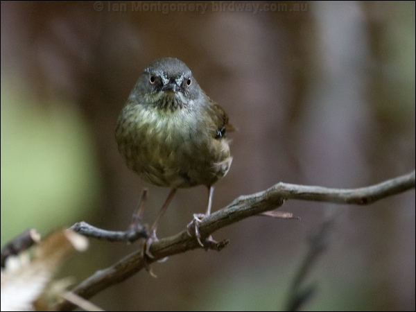 Tasmanian Scrubwren tasmanian_scrubwren_128801.psd