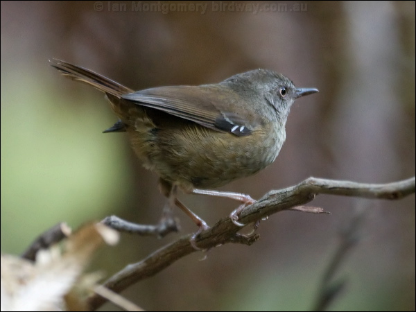 Tasmanian Scrubwren tasmanian_scrubwren_128803.psd
