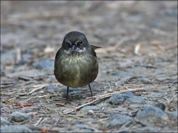 Tasmanian Scrubwren tasmanian_scrubwren_129170.psd