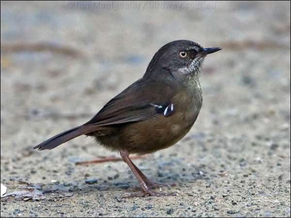 Tasmanian Scrubwren tasmanian_scrubwren_129180.psd