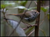 tas_thornbill_128813