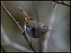 tas_thornbill_128816