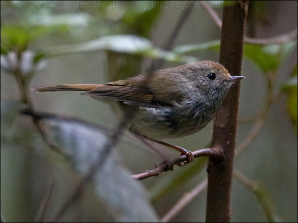Tasmanian Thornbill tas_thornbill_128813.psd