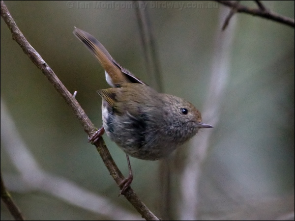 Tasmanian Thornbill tas_thornbill_128816.psd