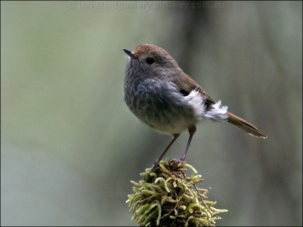 Tasmanian Thornbill tas_thornbill_128828.psd
