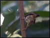 tropical_scrubwren_120536