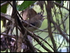 tropical_scrubwren_120869