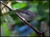 tropical_scrubwren_120875