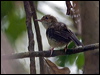 tropical_scrubwren_120884