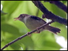 tropical_scrubwren_121138
