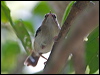 tropical_scrubwren_121145