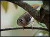 Click here to enter gallery and see photos/pictures/images of Beccari's/Tropical Scrubwren