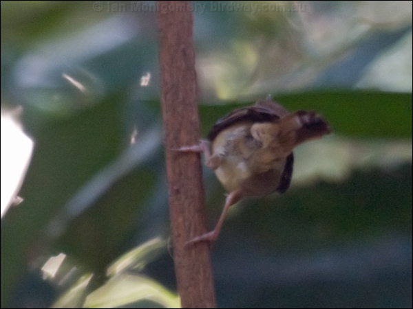 Tropical Scrubwren tropical_scrubwren_120536.psd