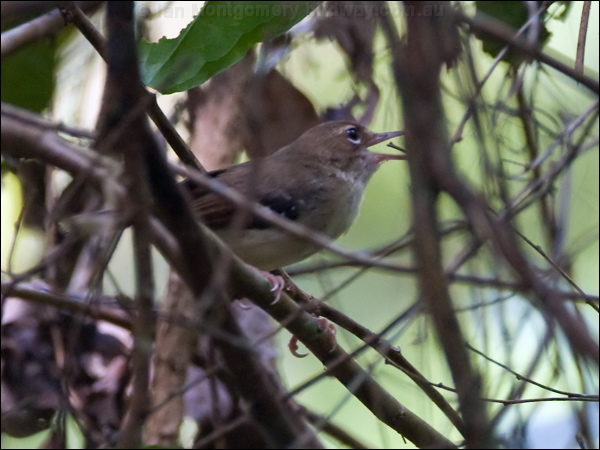 Tropical Scrubwren tropical_scrubwren_120869.psd