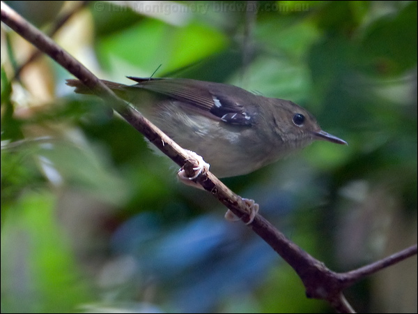Tropical Scrubwren tropical_scrubwren_120875.psd
