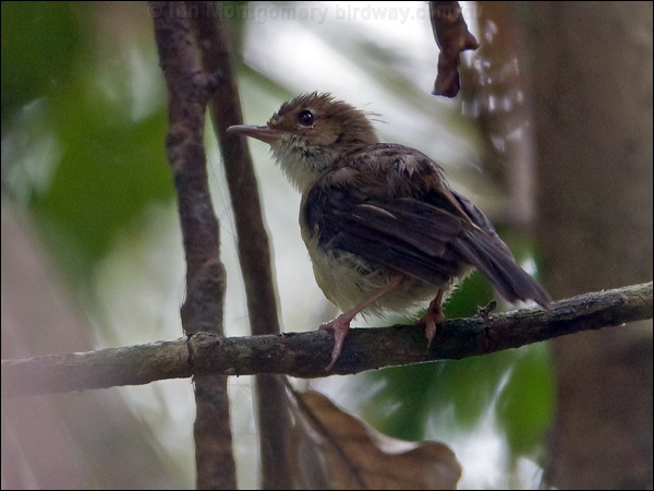 Tropical Scrubwren tropical_scrubwren_120884.psd
