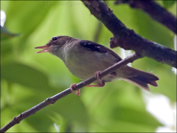 Tropical Scrubwren tropical_scrubwren_121138.psd