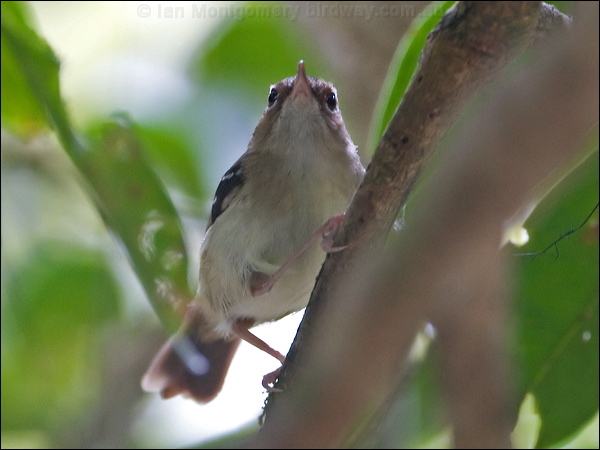 Tropical Scrubwren tropical_scrubwren_121145.psd